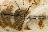 Long Polished Petrified Tropical Hardwood Limb - Texas #163735-2